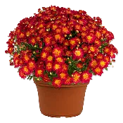 12" Mum Planter Summer Sunset