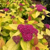 Double Play® Candy Corn® Spiraea