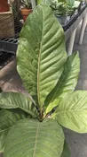 10" Anthurium Thai Ruby