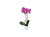 Novelty Orchid Plant