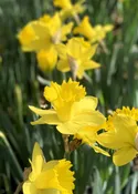Daffodil Bulbs