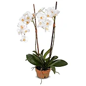 Double White Orchid
