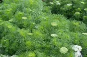 Ammi visnaga ‘Green Mist’