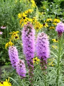 Dense blazing star