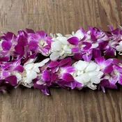 Leis #37
