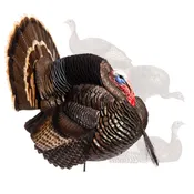 Custom Flock | Strutter