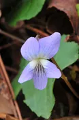 Viola sps. (Integrated Violets) SKU-VIOINT