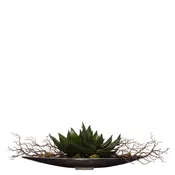 Aloe/Manzanita