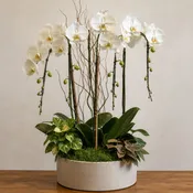 Orchid Garden