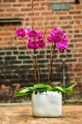 Double Stem Purple Orchid