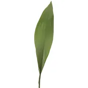 Aspidistra