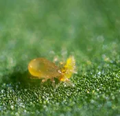Beneficial Mites- A. cucumeris - Sachet - PREORDER ONLY