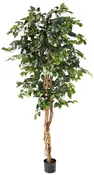 Faux Ficus Tree, 6′ tall, 35″ dia
