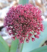 Alliums – Ostara