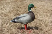 Bigfoot™ Field Oversized Mallard on Feet 4 Pk.