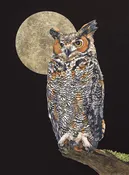 Great Horned Owl — Rebecca Kahrs