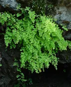 Adiantum capillus-veneris (Southern Maidenhair Fern) SKU-ADICAP