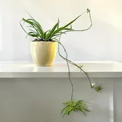 Potted Spider Plant