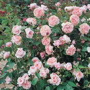 Colette™ Rose