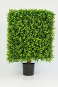 Boxwood Cube