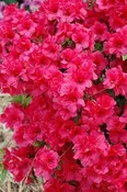 🌸 3 Gallon Azaleas (15–18") – Assorted Colors