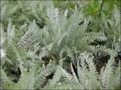 Achillea clypeolata  Yarrow  Z 3-9