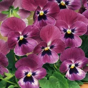 606 Viola Sorbet XP