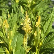 Celosia Kelos Fire Yellow 6" Pot