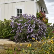 Buddleia Grand Cascade 2 gallon pot