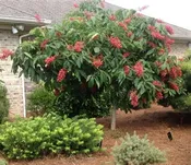 Aesculus 'Ft McNair' Buckeye