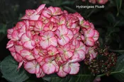 Hydrangea Macrophylla Kimono