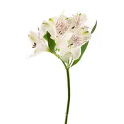 Alstroemeria White - 10 stem bunch