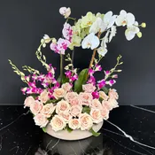Aida Orchids