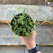 String of Pickles