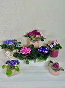 African Violets