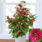 Abutilon ‘Ruby Razzmatazz’ (Abutilon hybrid)