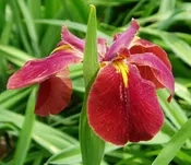 Abbeville Red Iris Single Flower Essence