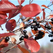 Black Chokeberry