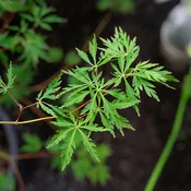 Acer pse 'Ice Dragon'