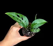 Monstera Swiss Cheese 2 inch Potted Plant - Monstera Adansonii - Swiss Plants