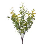 13" Variegated Boxwood Bush