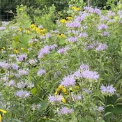 Monarda fistulosa