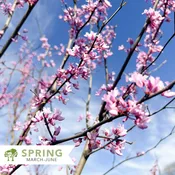 Eastern Redbud - Cercis canadensis