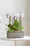 CALABASAS ELYSIAN ORCHID HAVEN