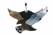 Abalone Flying Eagle