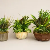 Ceramic Mixed Planter