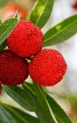 Bayberry — The Farm Between