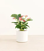 Anthurium Pink