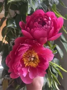 Flower delivery same day san diego — Thistle Floral