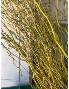 Golden Curly Willow Cuttings
